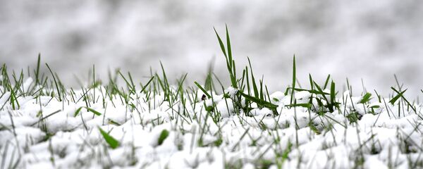 Трава под снегом. Архивное фото - Sputnik Кыргызстан