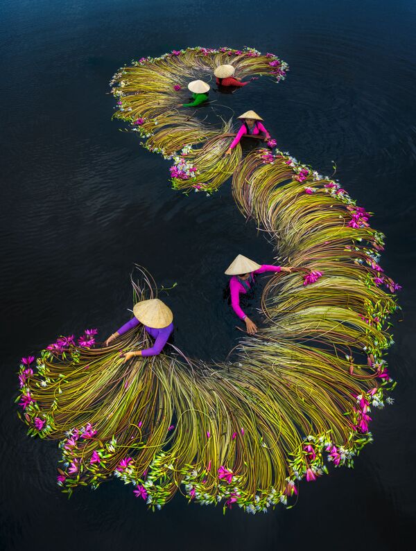 Снимок Water lily Harvesting Season вьетнамского фотографа Trung Pham Huy, победивший в категории Open Travel фотоконкурса 2020 Sony World Photography Awards - Sputnik Кыргызстан