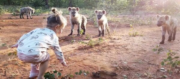 Словно Маугли — двухлетняя девочка подружилась со стаей диких гиен. Видео - Sputnik Кыргызстан