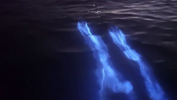 Көгүш от сымал күйгөн дельфиндердин видеосу. АКШда тартылган керемет - Sputnik Кыргызстан