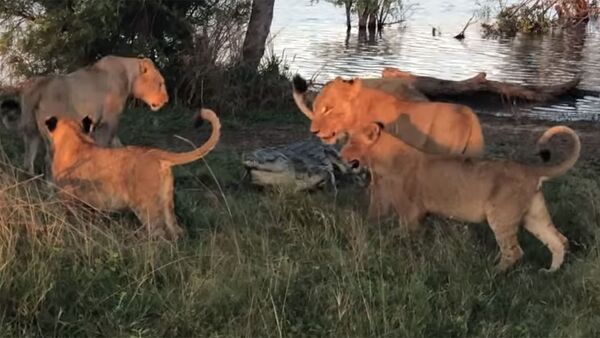 Пять львиц окружили крокодила — он яростно отбивался. Видео - Sputnik Кыргызстан