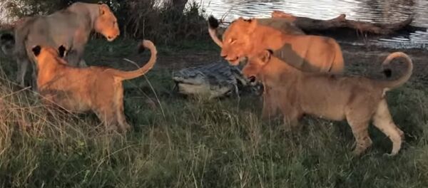 Пять львиц окружили крокодила — он яростно отбивался. Видео - Sputnik Кыргызстан