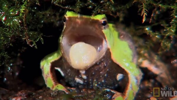 Самцы лягушек рожают головастиков через рот — видео - Sputnik Кыргызстан