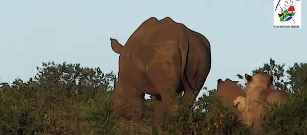 Кериктин баласын аңдып, бирок кол сала албай арманда калган арстандын видеосу - Sputnik Кыргызстан