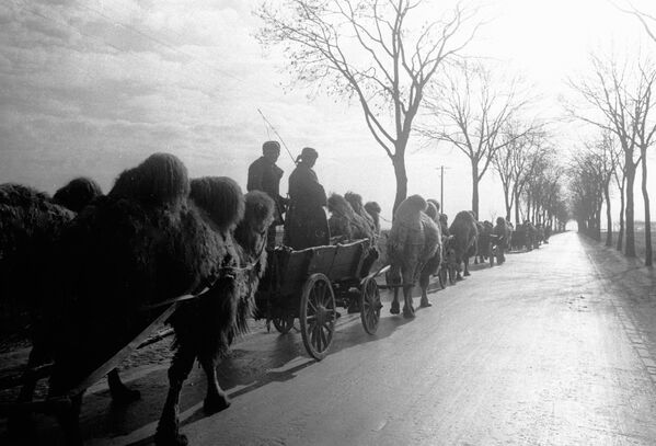 Колонна с верблюдами на подступах к Берлину, 1945 год - Sputnik Кыргызстан