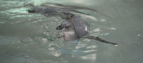 Как пингвинята учатся плавать — видео, которое растопит ваши сердца - Sputnik Кыргызстан