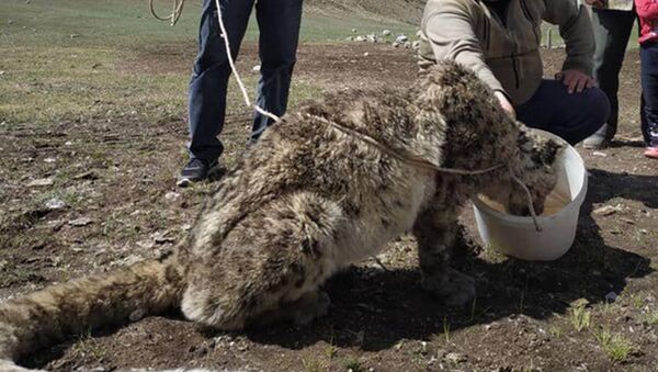 В Нарыне поймали снежного барса, поедавшего теленка - Sputnik Кыргызстан