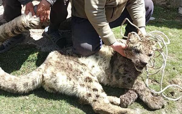 Местный житель поймал барса неподалеку от перевала Тескей-Торпо, когда тот поедал теленка - Sputnik Кыргызстан