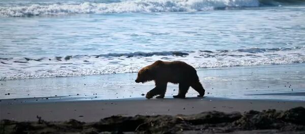 Неудачную охоту медведя на лося, купающегося в океане, сняли на видео Неудачную охоту медведя на лося, купающегося в океане, сняли на видео - Sputnik Кыргызстан