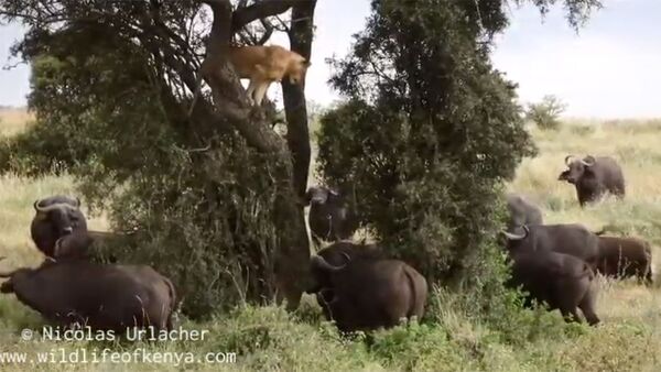 Буйволы загнали на дерево львицу, окружив всем стадом — видео - Sputnik Кыргызстан
