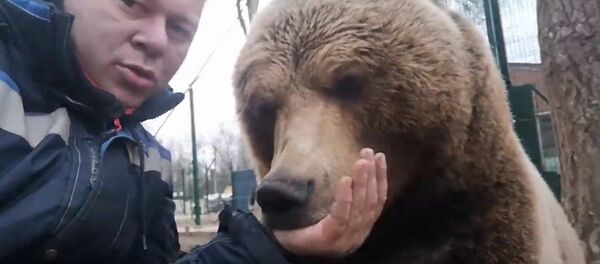 Медведь урчит, как мотоцикл — забавное видео Медведь урчит, как мотоцикл — забавное видео - Sputnik Кыргызстан