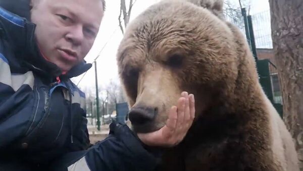Медведь урчит, как мотоцикл — забавное видео  - Sputnik Кыргызстан