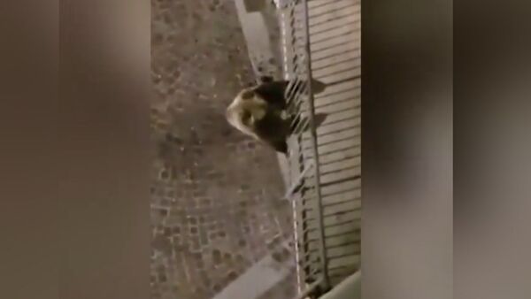 Медведь залез на балкон второго этажа и напугал до смерти итальянцев. Видео - Sputnik Кыргызстан
