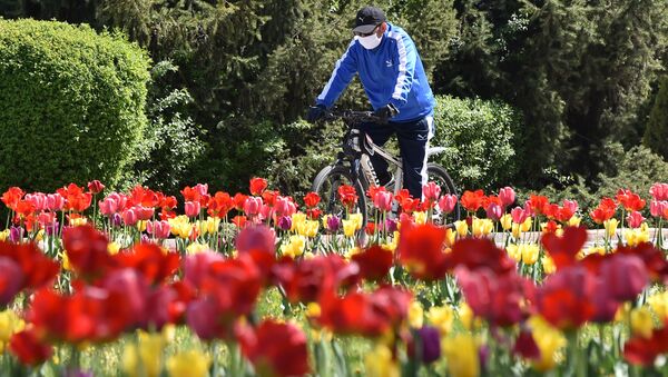 Велосипедист в медицинской маске проезжает мимо цветущих тюльпанов в центре Бишкека. Архивное фото - Sputnik Кыргызстан