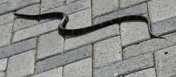 Случаи атаки змей в России Случаи атаки змей в России - Sputnik Кыргызстан