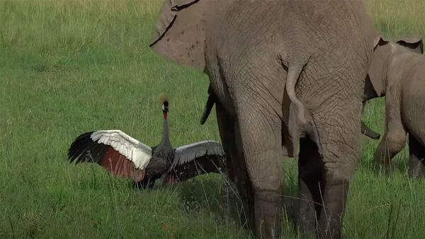 Бесстрашный журавль прогнал слонов прочь, защищая гнездо — видео - Sputnik Кыргызстан