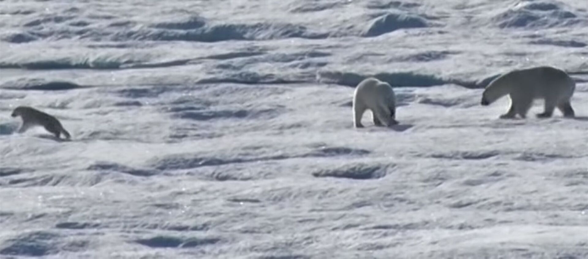 Ужасы глобального потепления — белый медведь догнал и съел медвежонка. Видео - Sputnik Кыргызстан, 1920, 15.05.2020
