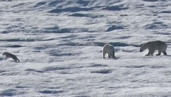 Ужасы глобального потепления — белый медведь догнал и съел медвежонка. Видео - Sputnik Кыргызстан