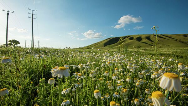 Полевые цветы в Чуйской области. Архивное фото - Sputnik Кыргызстан