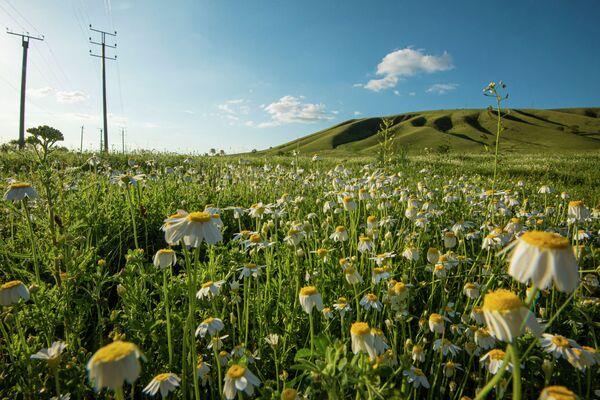 Полевые цветы на окраине Бишкека - Sputnik Кыргызстан