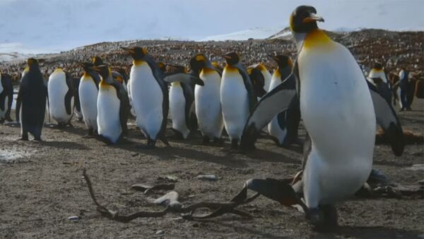 Пингвины стараются не разбудить морских слонов, разыскивая своих птенцов — видео - Sputnik Кыргызстан