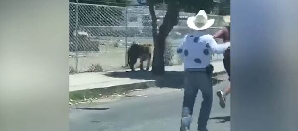 Словно ковбои — гулявшего по улице тигра поймали с помощью лассо. Видео Словно ковбои — гулявшего по улице тигра поймали с помощью лассо. Видео - Sputnik Кыргызстан