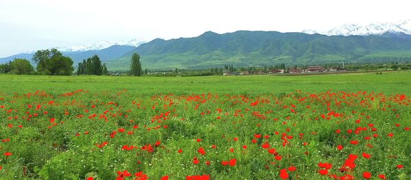 Под Бишкеком расцвели маки — красивое видео с высоты Под Бишкеком расцвели маки — красивое видео с высоты - Sputnik Кыргызстан