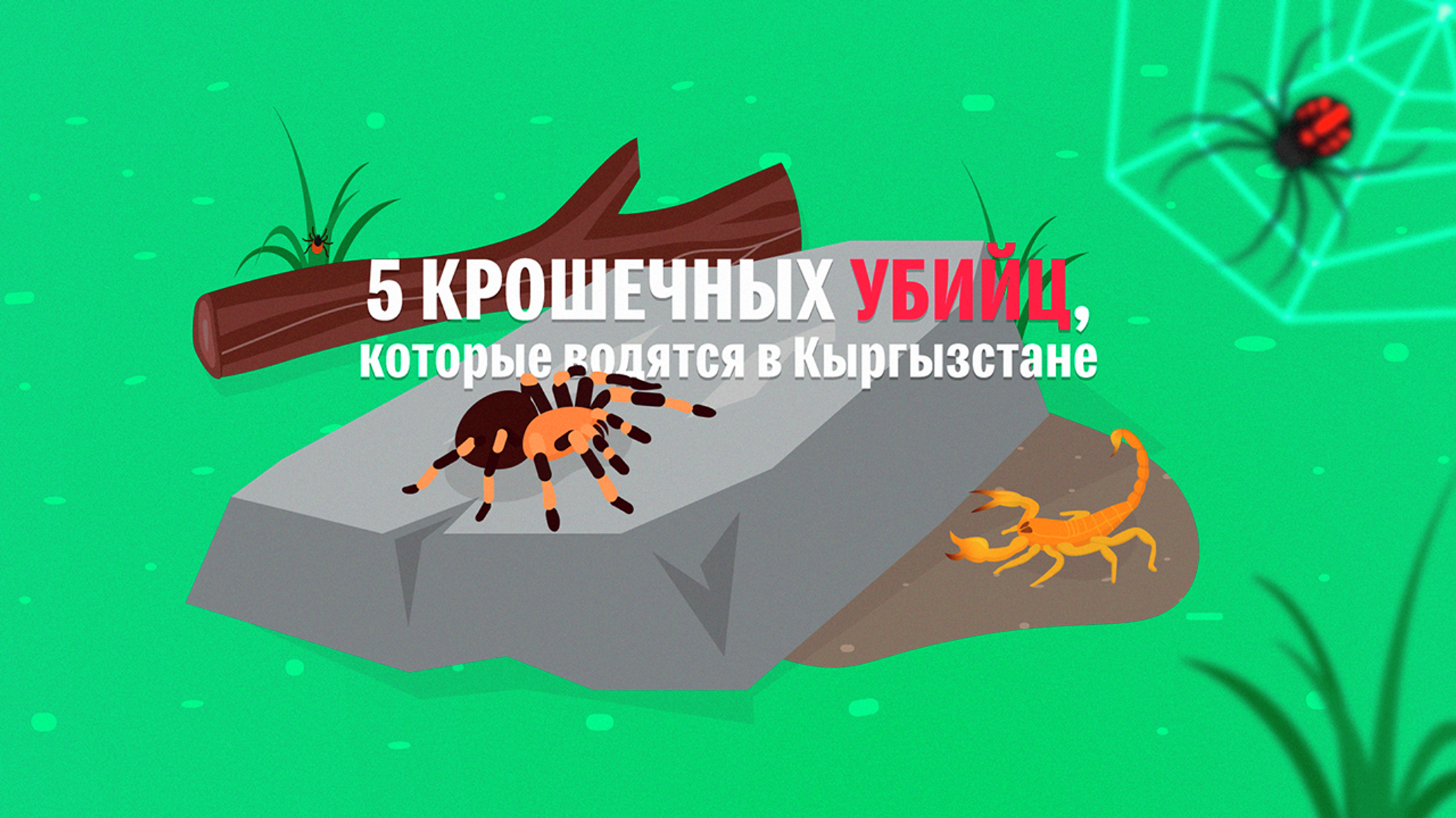 Пять мелких убийц, которые водятся в Кыргызстане, — занимательное видео -  19.05.2020, Sputnik Кыргызстан