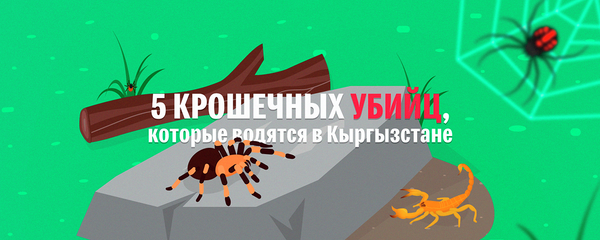 Пять мелких убийц, которые водятся в Кыргызстане, — занимательное видео - Sputnik Кыргызстан