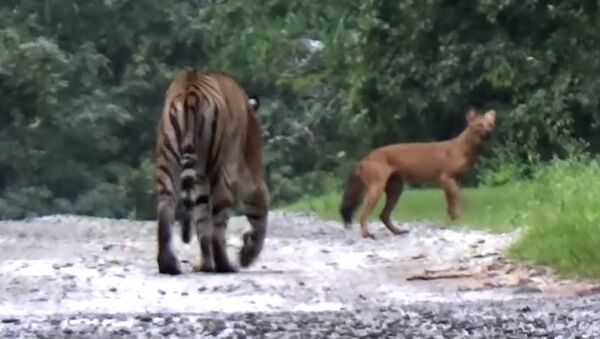 Пытался напугать необычным криком — видео погони тигра за красным волком - Sputnik Кыргызстан