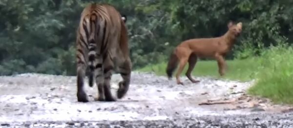 Пытался напугать необычным криком — видео погони тигра за красным волком - Sputnik Кыргызстан