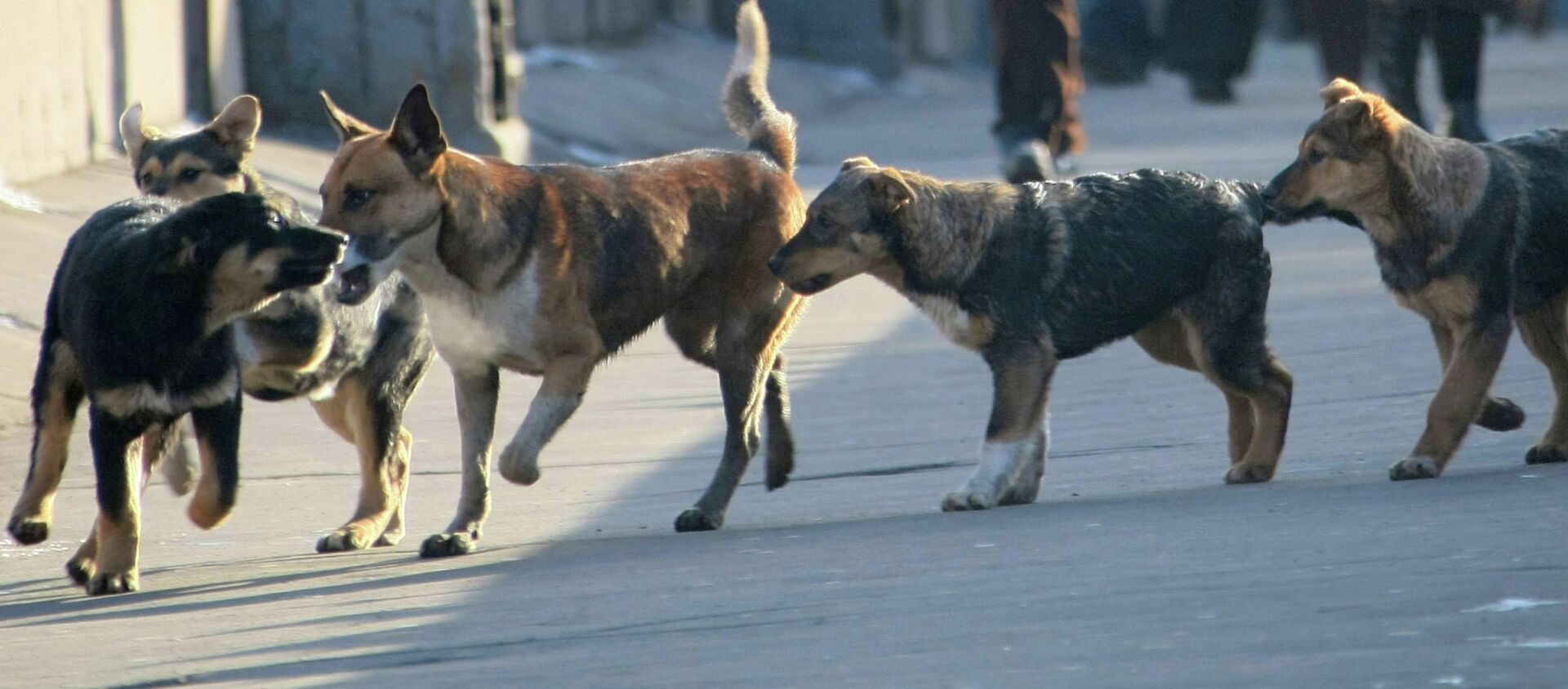 Собаки. Архивное фото - Sputnik Кыргызстан, 1920, 19.05.2020