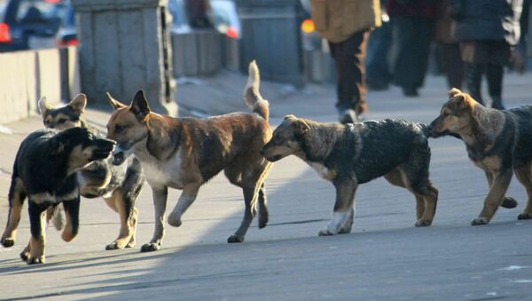 Собаки. Архивное фото - Sputnik Кыргызстан