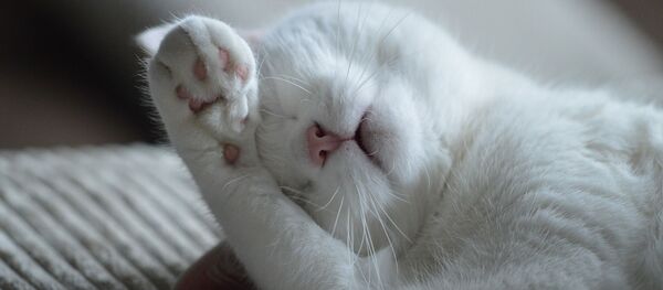 Спящая кошка на диване. Архивное фото Спящая кошка на диване. Архивное фото - Sputnik Кыргызстан