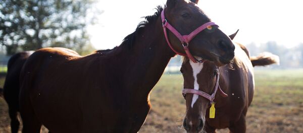 Конный завод Восход в Краснодарском крае - Sputnik Кыргызстан