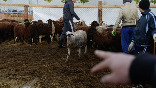 Овцы на скотном рынке. Архивное фото - Sputnik Кыргызстан