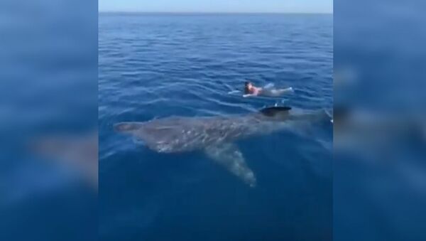 Огромная акула кружится возле пловца — опасный момент сняли на видео  - Sputnik Кыргызстан