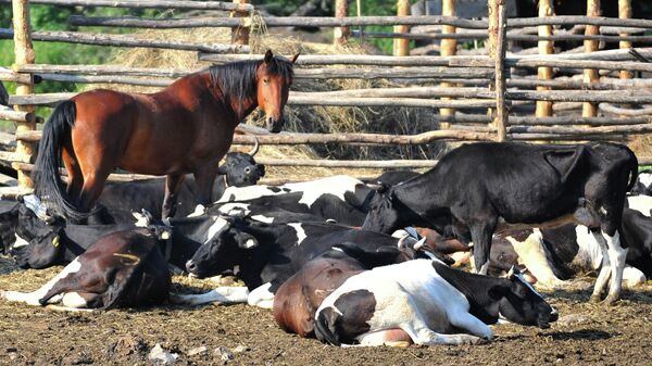 Коровы и лошадь в загоне. Архивное фото - Sputnik Кыргызстан