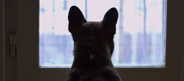 Домашние питомцы - Sputnik Кыргызстан