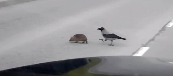 Кежирлигин айт! Карганын кирпини түрткүлөп, жолдон өткөргөн видеосу - Sputnik Кыргызстан