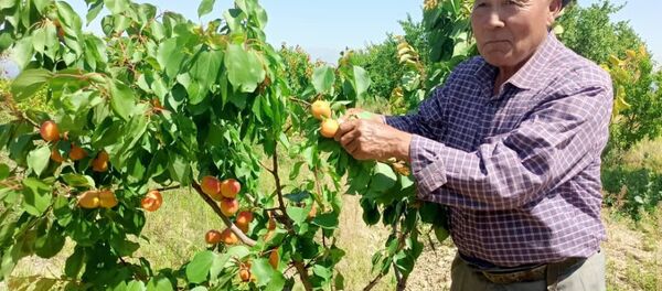 Баткен облусуна караштуу Лейлек районунун Жаңы-Жер айыл аймагында өрүктүн эрте бышуучу сорту толугу менен бышты - Sputnik Кыргызстан