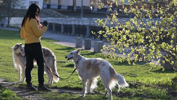Девушка выгуливает собак. Архивное фото - Sputnik Кыргызстан