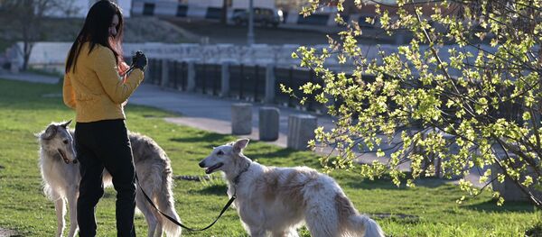 Девушка выгуливает собак. Архивное фото - Sputnik Кыргызстан
