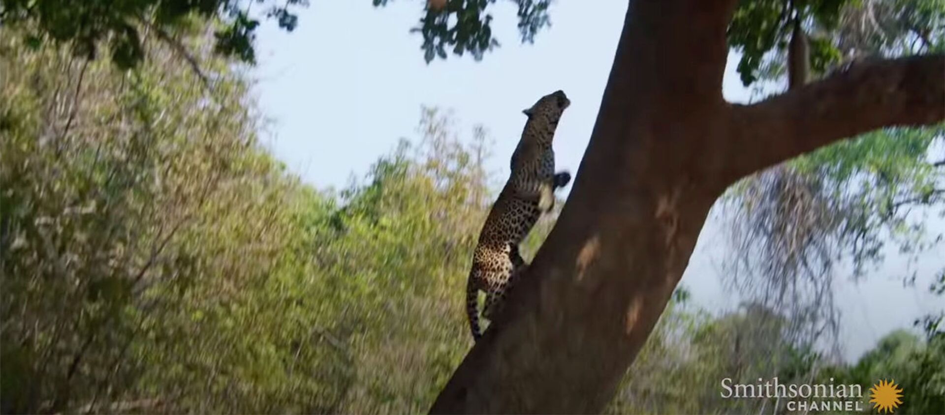 Леопард нагло отнял убитую антилопу у самки — не первый случай. Видео - Sputnik Кыргызстан, 1920, 02.06.2020