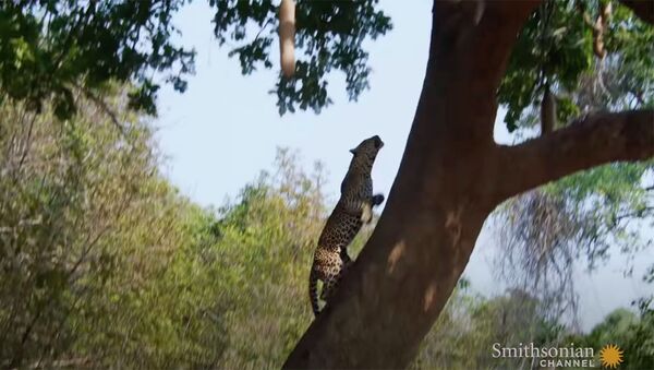 Леопард нагло отнял убитую антилопу у самки — не первый случай. Видео - Sputnik Кыргызстан