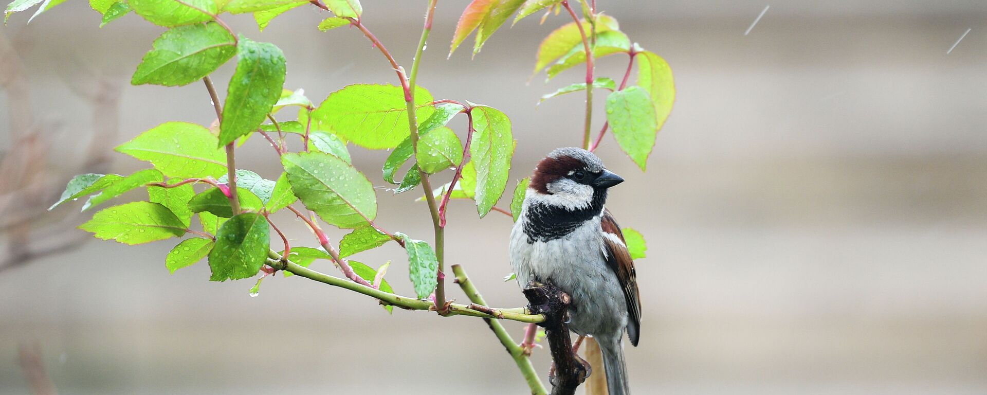 Дождливая погода - Sputnik Кыргызстан, 1920, 04.03.2026