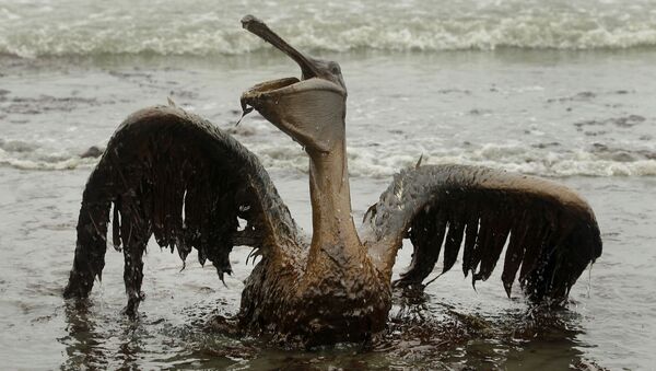 Пеликан, пострадавший от разлива нефти в Мексиканском заливе - Sputnik Кыргызстан