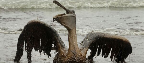 Пеликан, пострадавший от разлива нефти в Мексиканском заливе - Sputnik Кыргызстан