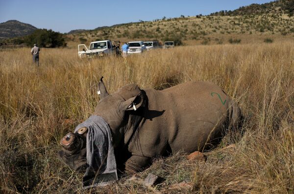 Носорог, которому спилили рог, чтобы препятствовать браконьерству, в заповеднике Пиланесберг, ЮАР - Sputnik Кыргызстан