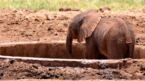 Слоненок упал в яму: вертолет отогнал маму, чтобы люди его спасли. Видео - Sputnik Кыргызстан